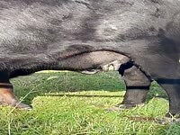 Cute Calf sucks Moms Tits Baby Cow sucking Udder Titty Lick