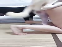 Chinese wife love three dogs