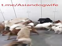 korean wife having group sex with many DOGS