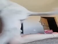 Fucked from behind by my dog for my pleasure 