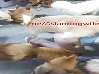 Chinese dog party ONLY 1 wife