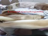 Chinese wife DOG PARTY