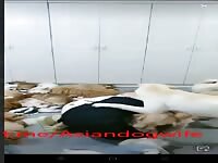 Chinese nice pussy dog fuck
