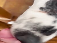 Dalmatian