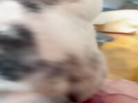 Dalmatian 2