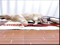 Gorgeous Chinese girl with dog husband 2