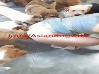 Chinese wife dog party 1