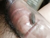 What is the name of this insect?