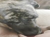 doggy lick me