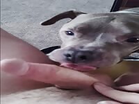 My dog loves my dick