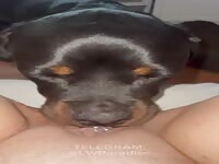 Obedient dog makes deliciously pussy licking 