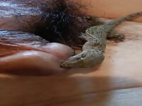 ヤモリにペニスを噛まれる
