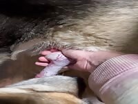 playing with friend dogs