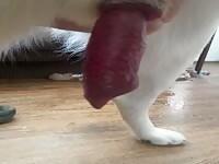Playing with the family dog
