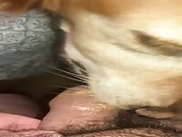 Dog licks my cock