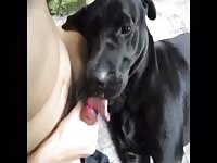 Guy fucking his Black Lab Outdoor in Public Dog Blowjob