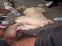 Dog gives lazy bbc a blowjob
