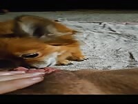 Doggy cleans pussy really well like a good girl 