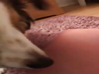 My friend&rsquo; s dog do it so good