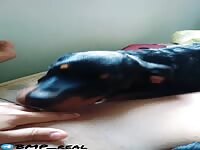 dog lick pussy