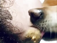 Dog licks cock pt.2