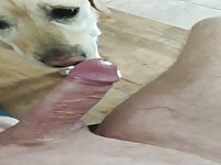Dog licks
