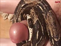 Snake squeeze human's cock
