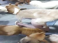 Hello everyone~ dog take turns