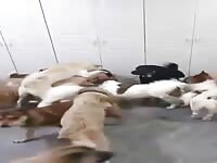 Super dog sex party NO mercy