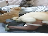 dog take turns fuck this asian woman